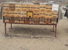 نحل للبيع 40 عود للصامل واتساب 0556777422 نحل للبيع 40 عود للصامل واتساب 0556777422