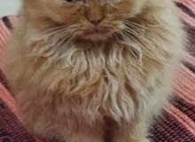 BRITISH LONG HAIR FEMALE, TWO MONTH OLD BRITISH LONG HAIR FEMALE, TWO MONTH OLD
