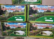 جبنة بيضاء جبنة بيضاء