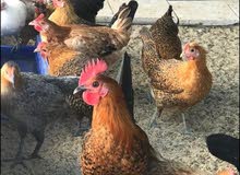 Desi Chicken For Sale Desi Chicken For Sale