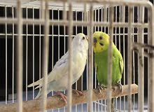 Budgies Pairs Budgies Pairs