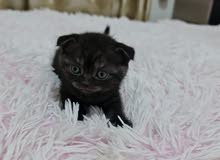Pure chocolate scottish fold females // 45 days old Pure chocolate scottish fold females // 45 days old