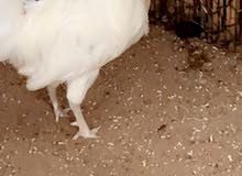 ‏للبيع دجاج عربي ‏بياض 35 درهم