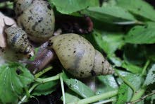 Land Snails حلزون Land Snails حلزون