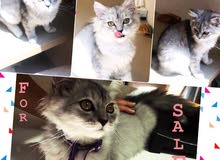 Persian cat / قطه شيرازي Persian cat / قطه شيرازي