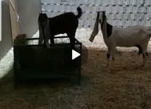 معزا هولندي معرفه مع جفرتها معزا هولندي معرفه مع جفرتها