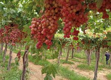 انواع العنب انواع العنب