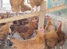 دواجن الفرنسي الجامبو دواجن الفرنسي الجامبو