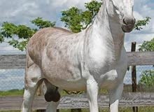 مطلوب حماره نظيفه وقطعه عاليه بسعر مناسب لغايه 120 دينار 077732093