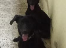 amazing dogs and we teach them to never eat b4 we pray amazing dogs and we teach them to never eat b4 we pray