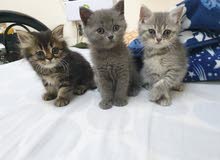 British long hair mix with British short hair tabby British long hair mix with British short hair tabby
