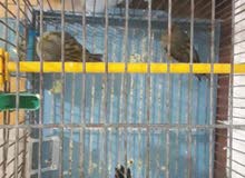انتى فايو واقات موزاييك اصفر واحمر انتى فايو واقات موزاييك اصفر واحمر
