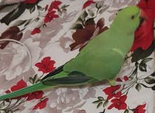 2 ببغاء دره 2 ببغاء دره