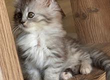 chinchilla persian kittens chinchilla persian kittens