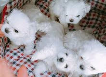 Purebred Maltese for sale(three months and above)