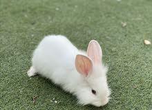 Adorable Rabbits 2 months old ارانب عمر شهرين Adorable Rabbits 2 months old ارانب عمر شهرين