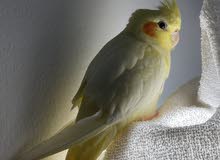 Cocktail Yellow Trained / كوكتيل اصفر مدرب Cocktail Yellow Trained / كوكتيل اصفر مدرب