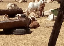 مربى دواجن ماهر خبرة في السودان وسلطنة عمان مربى دواجن ماهر خبرة في السودان وسلطنة عمان