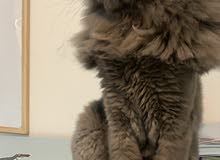 persian neutered male persian neutered male