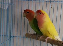 love bird breeding pair love bird breeding pair