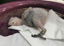 فرخ كاسكو إنتاج محلي Chick African grey فرخ كاسكو إنتاج محلي Chick African grey
