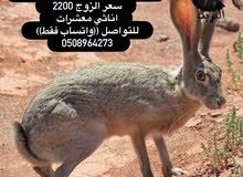 ارانب بريه زوج معشر ارانب بريه زوج معشر