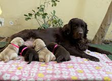 Labradore puppies