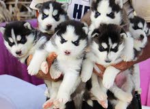 siberian husky puppies high quality 4 sale siberian husky puppies high quality 4 sale