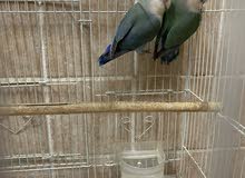 For sell Love bird