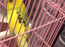 طائر الحب طائر الحب
