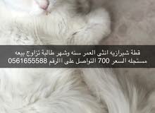 قطه شيرازيه قطه شيرازيه