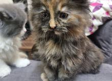 Persian Kitten Persian Kitten
