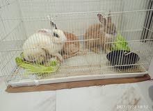 rabbit rabbit