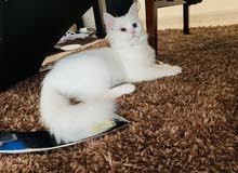 Persian mix full white with blue eyes.... Persian mix full white with blue eyes....