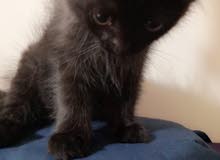 persian black cat