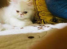 قطة بيرشن قطة بيرشن