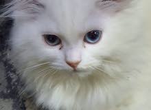 قطتى للجميلة ( فلة ) - My beautiful cat ( Fola قطتى للجميلة ( فلة ) - My beautiful cat ( Fola