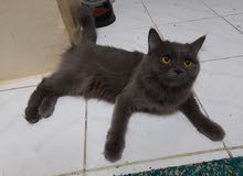 انثي بريتش انثي بريتش
