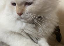 white kitten white kitten