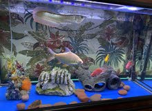aquarium and fish for sale حوض معى السمك للبيع aquarium and fish for sale حوض معى السمك للبيع