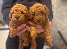 Beautiful male and female poodle for sale