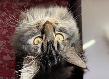 male cats for sale قطط ذكور للبيع male cats for sale قطط ذكور للبيع