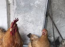 cochin chicken cochin chicken