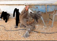 ديك براهما .. 7شهور ديك براهما .. 7شهور