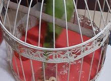 sale this green parrots 7 month old not bite but its littel afride sale this green parrots 7 month old not bite but its littel afride