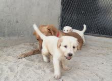 golden/ labrador golden/ labrador