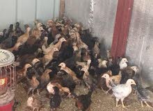 صوص دجاج عمر شهرين والصحه الف صوص دجاج عمر شهرين والصحه الف