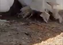 عرايس للبيع عرايس للبيع