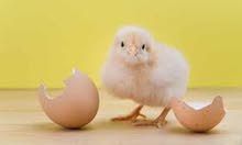 Chicken babies Chicken babies