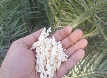 مطلوب زوج حمام بيض لوت مطلوب زوج حمام بيض لوت